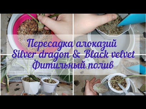 Видео: Пересадка алоказий Silver dragon & Black velvet в лечузу пон на фитильный полив