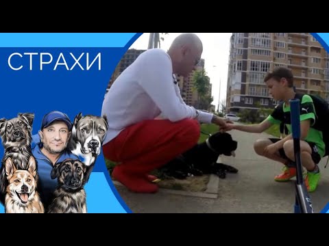 Видео: СТРАХИ (Как не развивать страхи и помочь собаке преодолевать их)