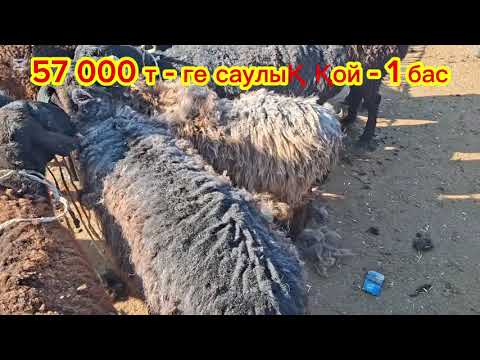 Видео: 18.11.2025.Сарыағаш мал базары.Саулық қойлар,қозылы қойлар,тоқтылар,қошқарлар,қозылар,ешкілер,лақтар
