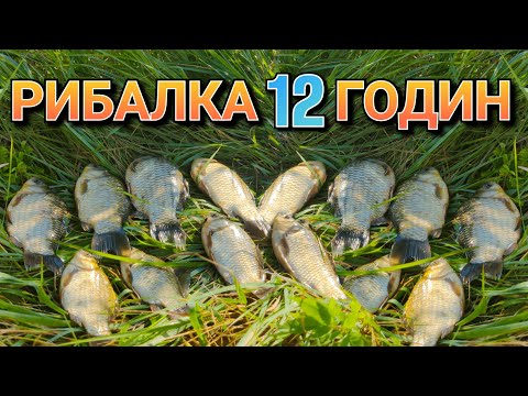 Видео: Карась на фідер / Нове місце для рибалки / Змагання день 9