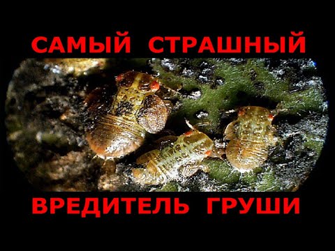 Видео: Вредитель опаснее парши и ржавчины груши. Как с ним бороться?