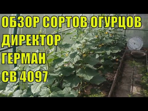 Видео: ОБЗОР СОРТОВ ОГУРЦОВ В ТЕПЛИЦЕ! СОРТА ГЕРМАН, МАДРИНЕЛЕ, ДИРЕКТОР, СВ 4097 И ДР.
