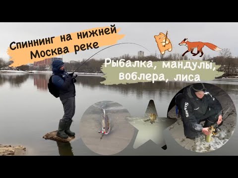 Видео: Спиннинг на нижней Москва реке. Рыбалка, мандулы, воблера, лиса
