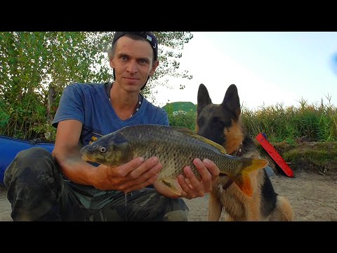 Видео: Сазан и Его Друзья. Удачная Ночная Рыбалка!