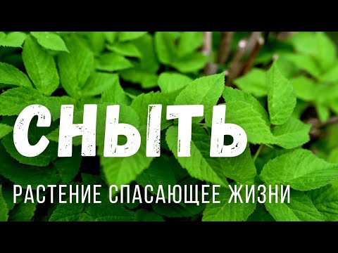 Видео: 🌿БЕСПЛАТНАЯ ЕДА И ЛЕКАРСТВО - СНЫТЬ польза и рецепты