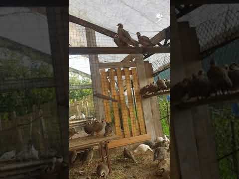 Видео: Третий день лечения моих кекликов