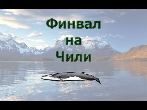 Видео: Русская Рыбалка 3.99 (Russian Fishing) Финвал на Чили