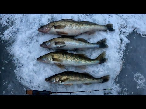 Видео: КАК УГОВОРИТЬ ПАССИВНОГО СУДАКА НА ПОКЛЕВКУ??? Рыбалка в глохозимье