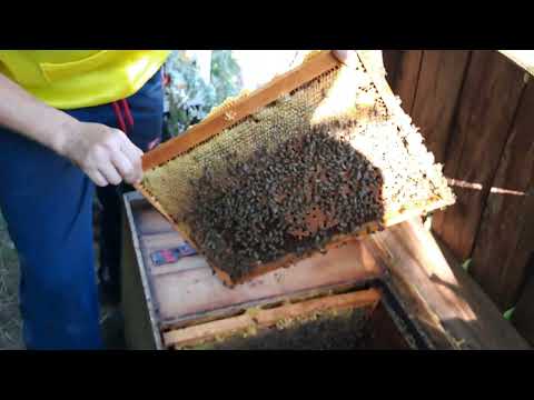 Видео: Великий мінус лежаків.