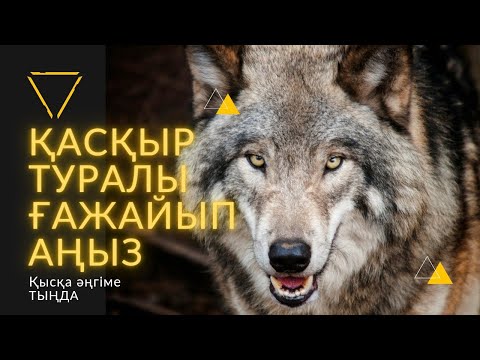 Видео: ҚАСҚЫР ТУРАЛЫ ҒАЖАЙЫП АҢЫЗ. #аудиокітап #қысқаәңгіме