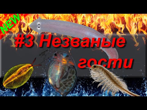 Видео: #3 Незваные гости вашего аквариума (планария, акролюкс, остракода,дафния,артемия, нематода)