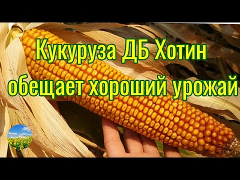 Видео: Кукуруза ДБ Хотин . Обещает хороший урожай!