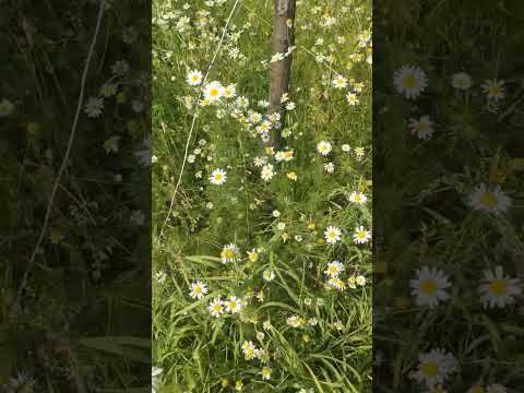 Видео: Дикая лесная поляна