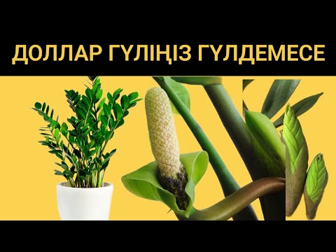 Видео: Доллар гүлінің күтімі. Жапырақтары неге сарғаяды? Доллар гүлін көбейту жолдары