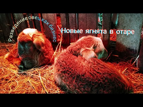 Видео: Овцеводство как бизнес в деревне|Окот домашних овец