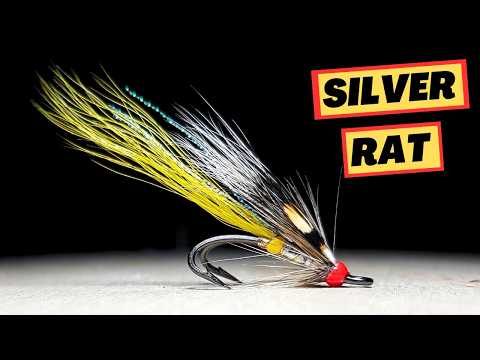 Видео: Старая муха... Новый взгляд – длиннохвостая серебряная крыса