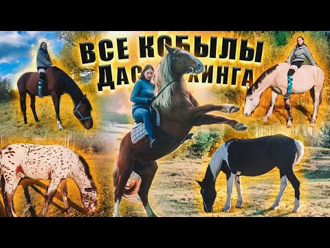 Видео: ОБЗОР ЛОШАДЕЙ 2 часть // Факты о лошадях