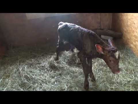 Видео: Отстрелялись ! Последний отел .