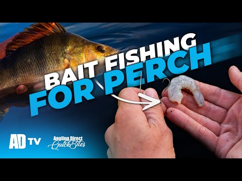 Видео: Поймайте больше окуня – лучшие советы Фила Спинкса – быстрый улов хищной рыбы