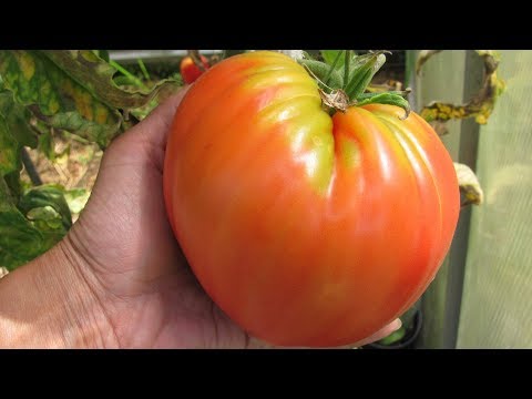 Видео: Шпаргалка №1 Как сеять томаты  Советы, проверенные урожаем!