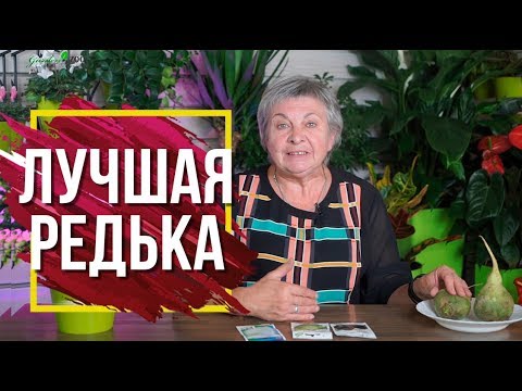 Видео: Лучшая Редька - ЭТО Маргеланская ✔️ Как Вырастить Редьку сад