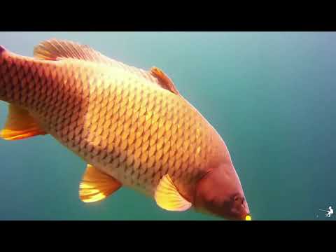 Видео: ПРЕСПАНСКО ЕЗЕРО  Ribolov i Riboloven turizam vo Makedonija #fishing #ribolov #prespa