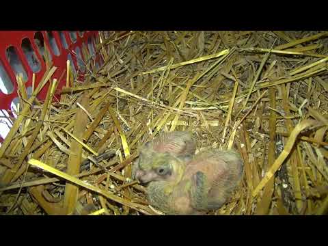 Видео: Строю голубятню, приобрел ещё голубей, овечки и попугаи.