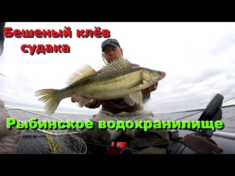 Видео: Бешеный клёв судака на Рыбинском водохранилище !