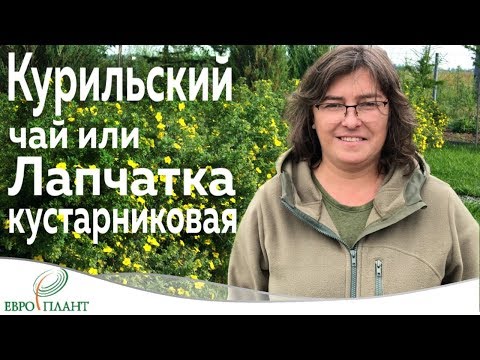 Видео: Курильский чай (лапчатка кустарниковая) и кое-что еще....