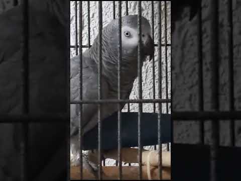 Видео: Все! Нет кушать . Кукуха,я тебя лю.