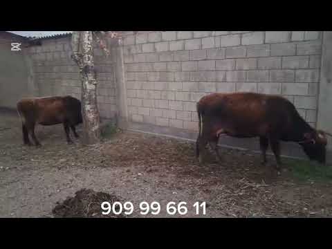 Видео: Ин гови ки бошад омада гиред, 13 ноября 2025 г.