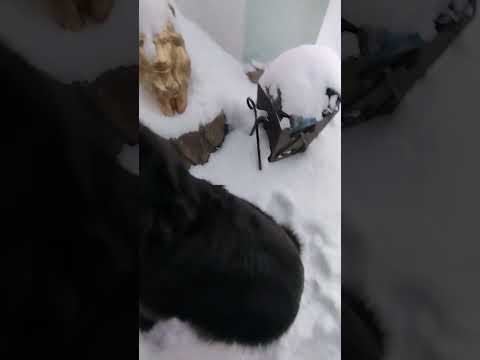 Видео: Ещё один питомец хозяйства  🐺🐺🐺