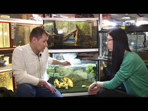 Видео: Аквариумные рыбки и черепахи | Хвостатые истории
