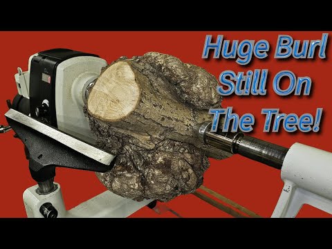 Видео: Вы никогда не видели 👀 такого куска дерева! - Точение по дереву
