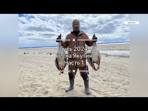 Видео: Рядом с Якутском тоже можно добывать гуся! Весна 2024 Часть 1
