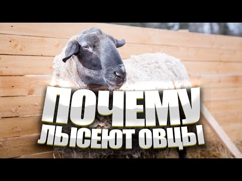 Видео: Почему лысеют овцы?