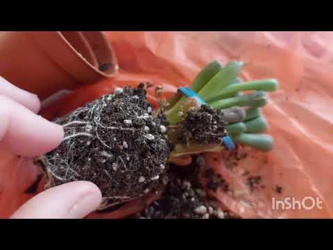 Видео: Покупка фенестрарии🌱🥳 в садовом центре. Пересадка👍