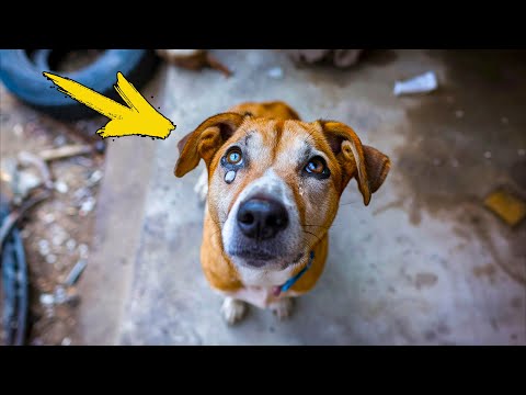 Видео: Собака из приюта плачет после того, как её брата усыновили. Но дальше случилось Немыслимое!