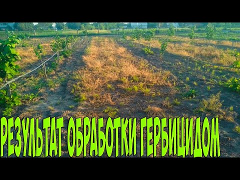 Видео: Обработка гербицидами в маточном саду. Результат обработки