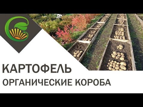 Видео: Выращивание картофеля в органических коробах