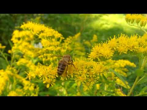 Видео: Золотарник-агрессивный мёдонос!