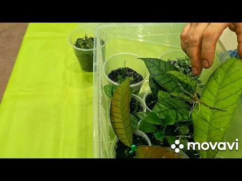 Видео: КОМНАТНЫЕ РАСТЕНИЯ(ЦВЕТЫ).МЕЛКОЛИСТНЫЕ ХОЙИ.РАЗМНОЖАЮ.