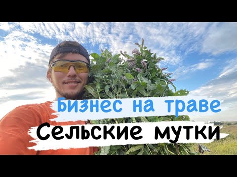 Видео: Бизнес на траве| сбор чабреца и мяты| чабрец