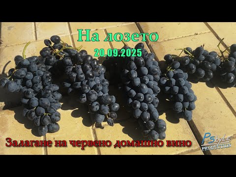 Видео: Червено домашно вино и още нещо...какво ли?