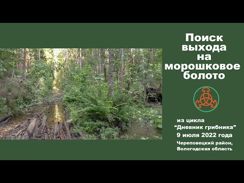 Видео: Поиск выхода на морошковое болото. Дневник грибника 9 июля 2022 года.
