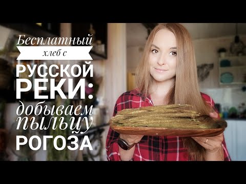 Видео: Бесплатный хлеб русской реки: добываем пыльцу рогоза