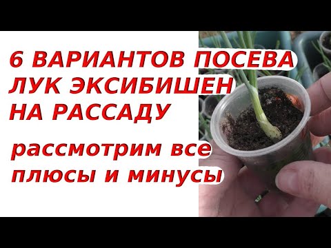 Видео: Рассадный марафон | Шесть вариантов посева семян лука #Эксибишен на рассаду, обсудим плюсы и минусы
