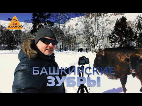 Видео: Зубры в Мурадымовском ущелье | За порогом