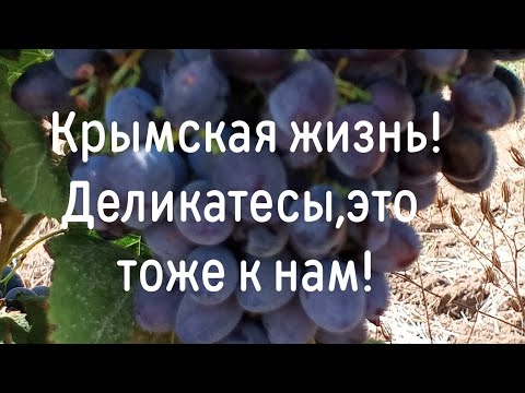 Видео: 1 сентября 2025 г.Крымская жизнь! Вот и лето прошло...