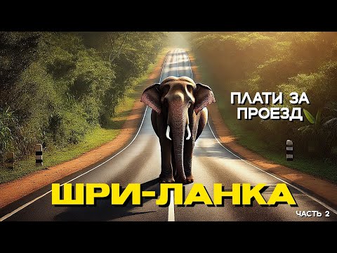 Видео: Слоны гопники